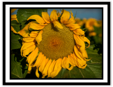 A selection from note card collection - shown: Keensburg Sunshine, Botanicals I Series