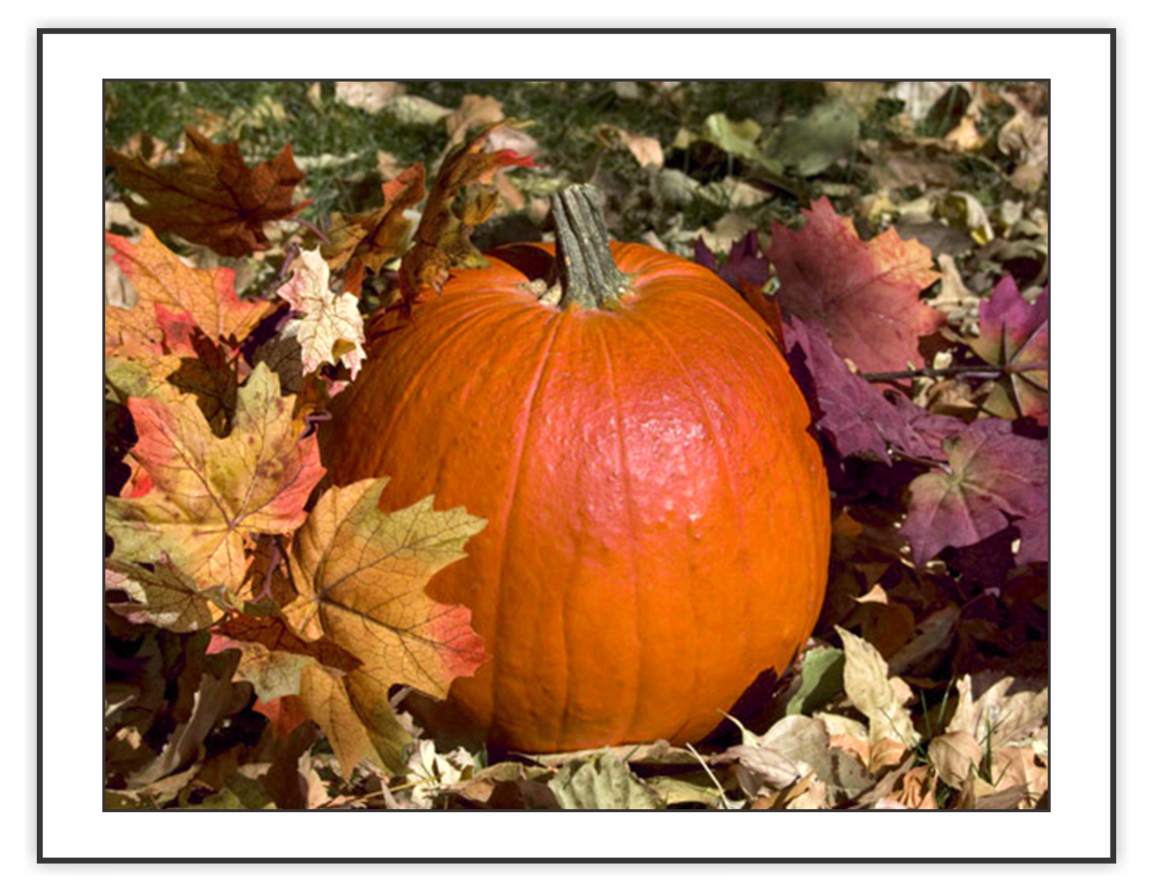 From a pumpking patch near Longmont, Colorado