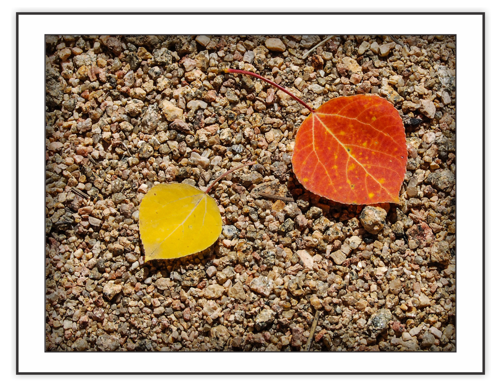 two perfect little aspen leaves just waiting for us