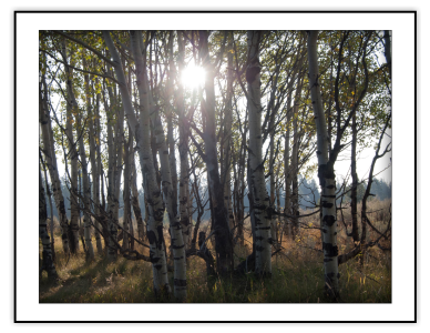 Aspen Sun